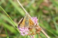 Hesperia comma