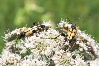 Rutpela maculata