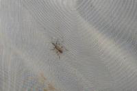 Dicranocephalus agilis