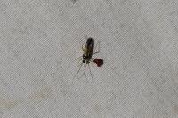 Cyllecoris histrionius