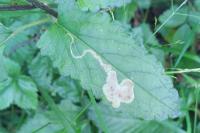 Amauromyza lamii