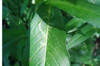 Phytomyza ramosa