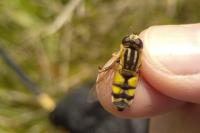 Helophilus trivittatus
