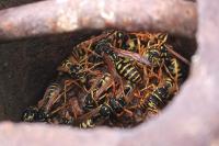 Polistes dominula