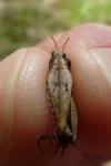 Tetrix bipunctata