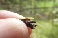 Tetrix bipunctata
