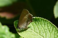 Satyrium ilicis