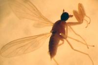 Phyllodromia melanocephala