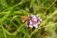 Thymelicus acteon