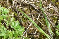Omocestus haemorrhoidalis haemorrhoidalis