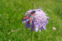Zygaena lonicerae
