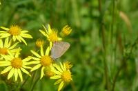 Satyrium acaciae