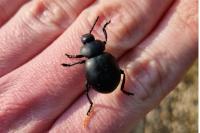 Timarcha tenebricosa
