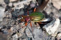 Carabus auronitens