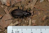 Carabus granulatus