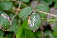 Stigmella aurella
