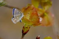 Lysandra bellargus