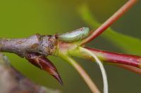 Viridicerus ustulatus