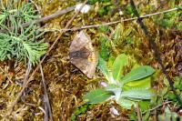 Euclidia glyphica