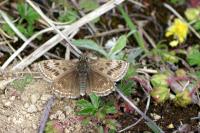 Erynnis tages