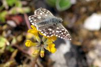 Pyrgus malvae