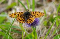 Boloria dia