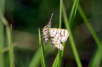 Chiasmia clathrata