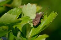 Coreus marginatus