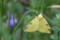 Opisthograptis luteolata