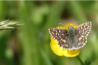 Pyrgus malvae
