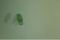 Cassida viridis