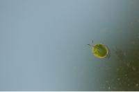 Cassida viridis