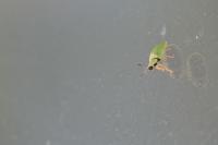 Cassida viridis