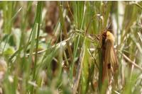 Diacrisia sannio