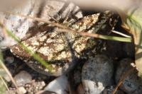 Ematurga atomaria
