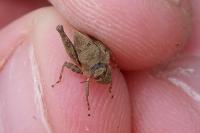 Tetrix tenuicornis