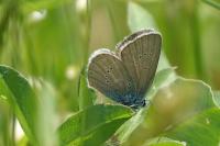 Cyaniris semiargus