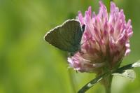 Cyaniris semiargus