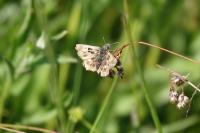 Carcharodus alceae alceae