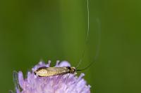 Nemophora metallica