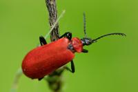 Pyrochroa coccinea