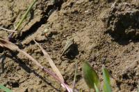 Tetrix bolivari