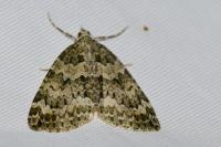 Chloroclysta miata miata