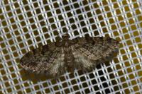 Eupithecia tantillaria