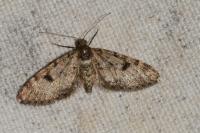 Eupithecia tantillaria