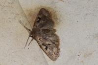Orthosia gothica