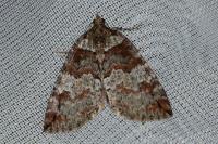 Hydriomena ruberata