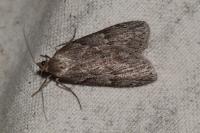 Pachycnemia hippocastanaria hippocastanaria
