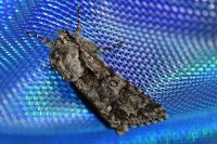 Acronicta auricoma