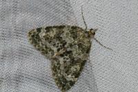 Chloroclysta miata miata